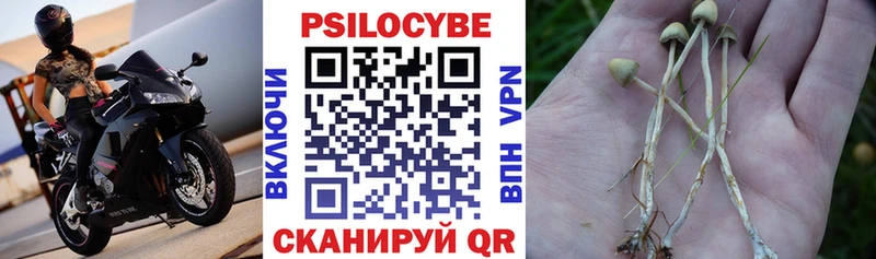 Купить  Дубовка  Псилоцибиновые грибы Psilocybine cubensis 